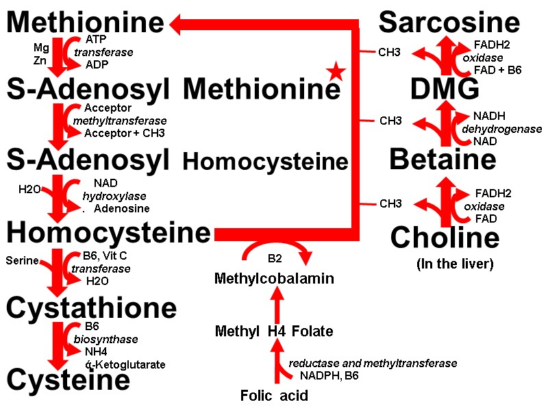 Methionine S-Adenosyl Methionine S-Adenosyl Homocysteine Homocysteine Cystathione Cysteine Sarcosine DMG Betaine Choline Methylcobalamin Methyl